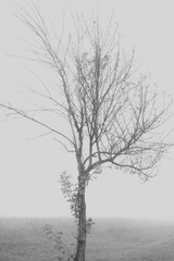 jediný