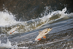 Keď jar zavelí II.