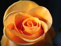 Ruža orange