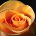 Ruža orange