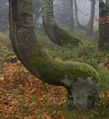 Rýchorský prales, Krkonoše