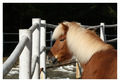 konik