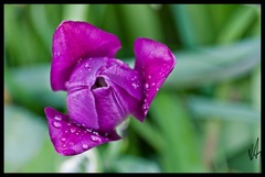 Tulipan