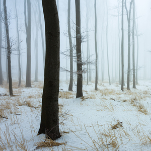 -Zimný les II-