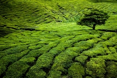 BOH tea plantation