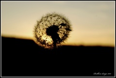 Sunset dandelion