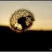 Sunset dandelion