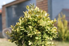 Green story