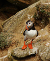 atlantic puffin alebo alka bielo