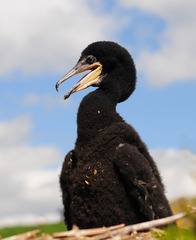 Maly kormoran s afro ucesom