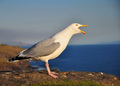 sea gull - cajka