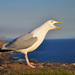 sea gull - cajka