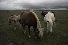 Wild life
