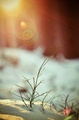 winter magic