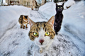 cats mafia