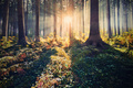 magical forest