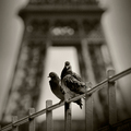 Dva holuby pod Eiffelovkou