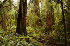 Cathedral Cove Rainforest