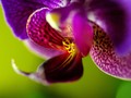orchidea