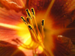 tuliPÁN