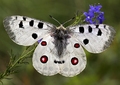 Parnassius apollo 