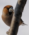 Coccothraustes coccothraustes