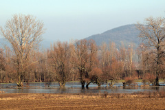 Ipeľská mokraď