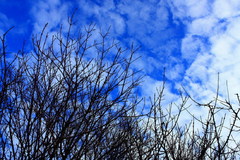 blue