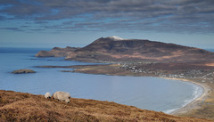 Ovecky na Achill Island