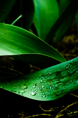The green