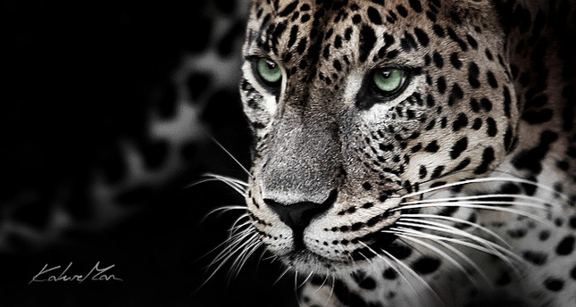 Leopard