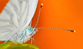 Motyl