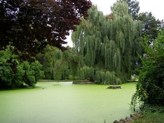 Jazierko v zelenom šate