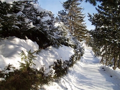 Zima v Novom Smokovci