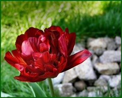 obyčajný-neobyčajný tulipán