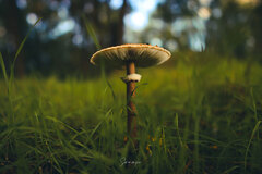 Macrolepiota procera