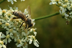 bee