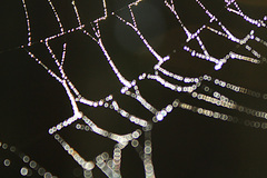 spider web