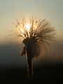 sun beam flower