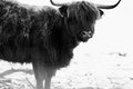 Wildpark Ernstbrunn