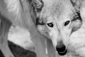Wildpark Ernstbrunn