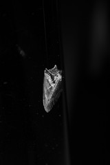 nocny motyl