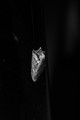 nocny motyl