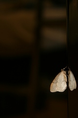 Nocny motyl 2