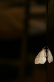 Nocny motyl 2