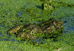 poobedne nic nerobenie