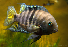 Cichlasoma