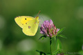 Colias croceus