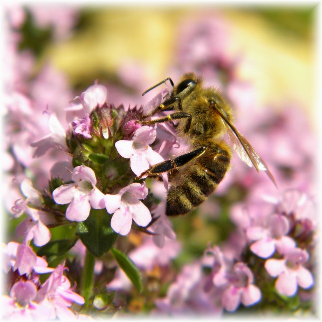 Včela na kvete