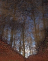 zrkadlo lesa